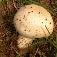 Cogumelos com ovinhos de codorniz 