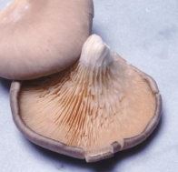 Cogumelos com coentros 