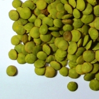 Estufado rico de lentilhas verdes